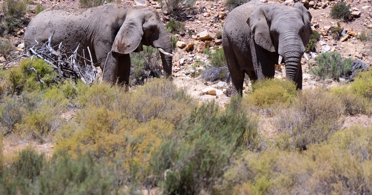 Indonesia: Elephant attacked family home and trampled 8-year-old girl