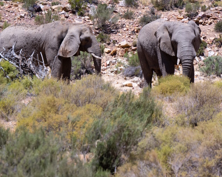 Ινδονησία: Ελέφαντας επιτέθηκε σε σπίτι οικογένειας και ποδοπάτησε 8χρονο κορίτσι