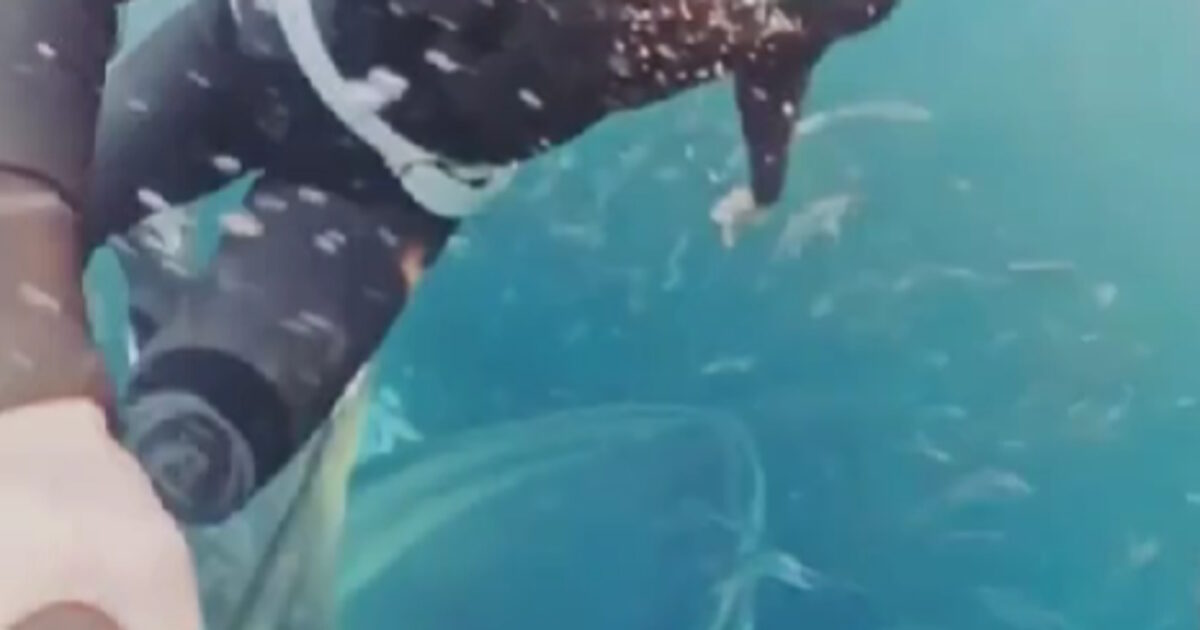 Norway: Shocking video shows whale trying to swallow diver alive