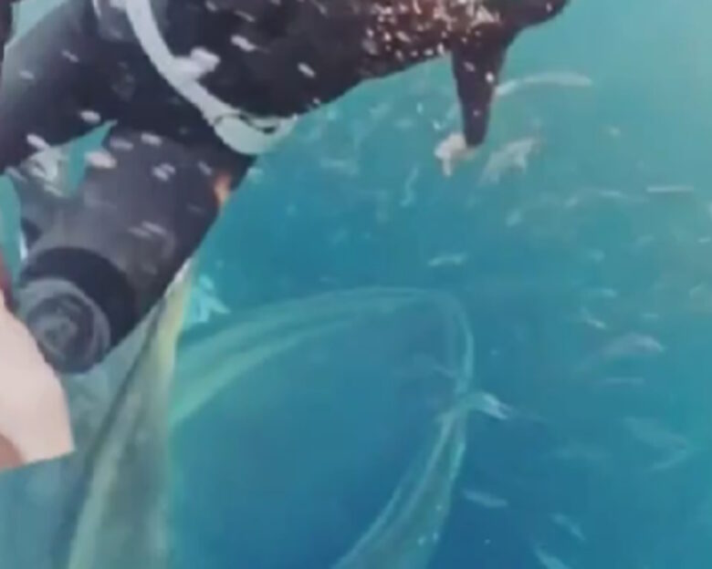 Νορβηγία: Συγκλονιστικό βίντεο δείχνει φάλαινα να προσπαθεί να καταπιεί ζωντανή μία δύτρια