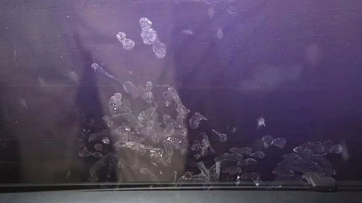 Σοκαριστική φωτογραφία με τα αποτυπώματα του μικρού χεριού στο τζάμι