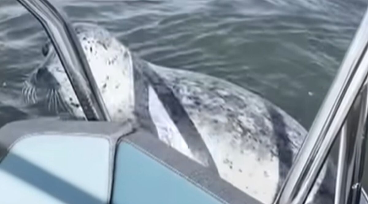 Φώκια πηδάει σε σκάφος γιοα να γλυτώσει από φάλαινες - δολοφόνους