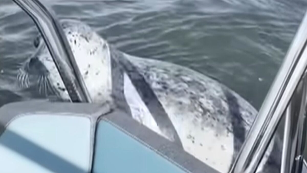 Φώκια πηδάει σε σκάφος γιοα να γλυτώσει από φάλαινες - δολοφόνους