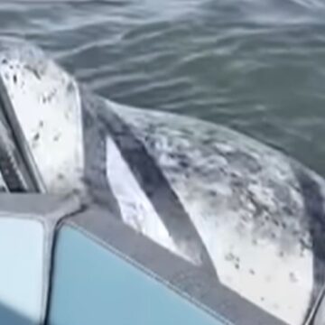 Φώκια πηδάει σε σκάφος γιοα να γλυτώσει από φάλαινες - δολοφόνους