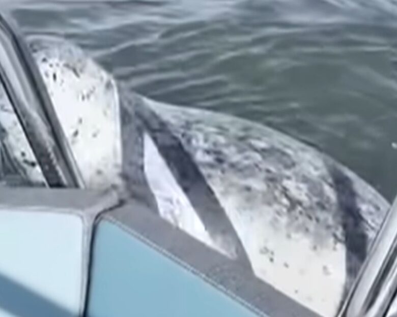 Φώκια πήδηξε σε σκάφος για να γλυτώσει από φάλαινες δολοφόνους – Δείτε το βίντεο