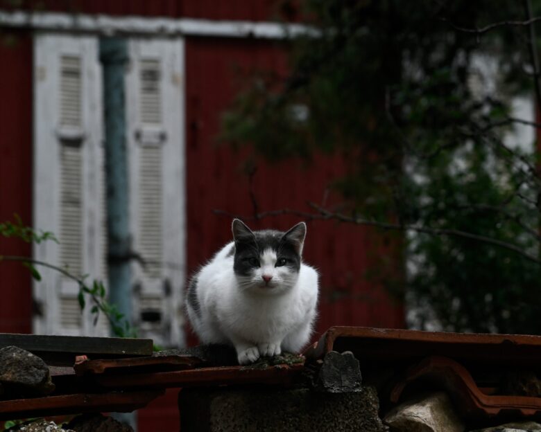 Ινδονησία: Τέλος στο κρέας σκύλου και γάτας – Ιστορική απαγόρευση στην Τζακάρτα