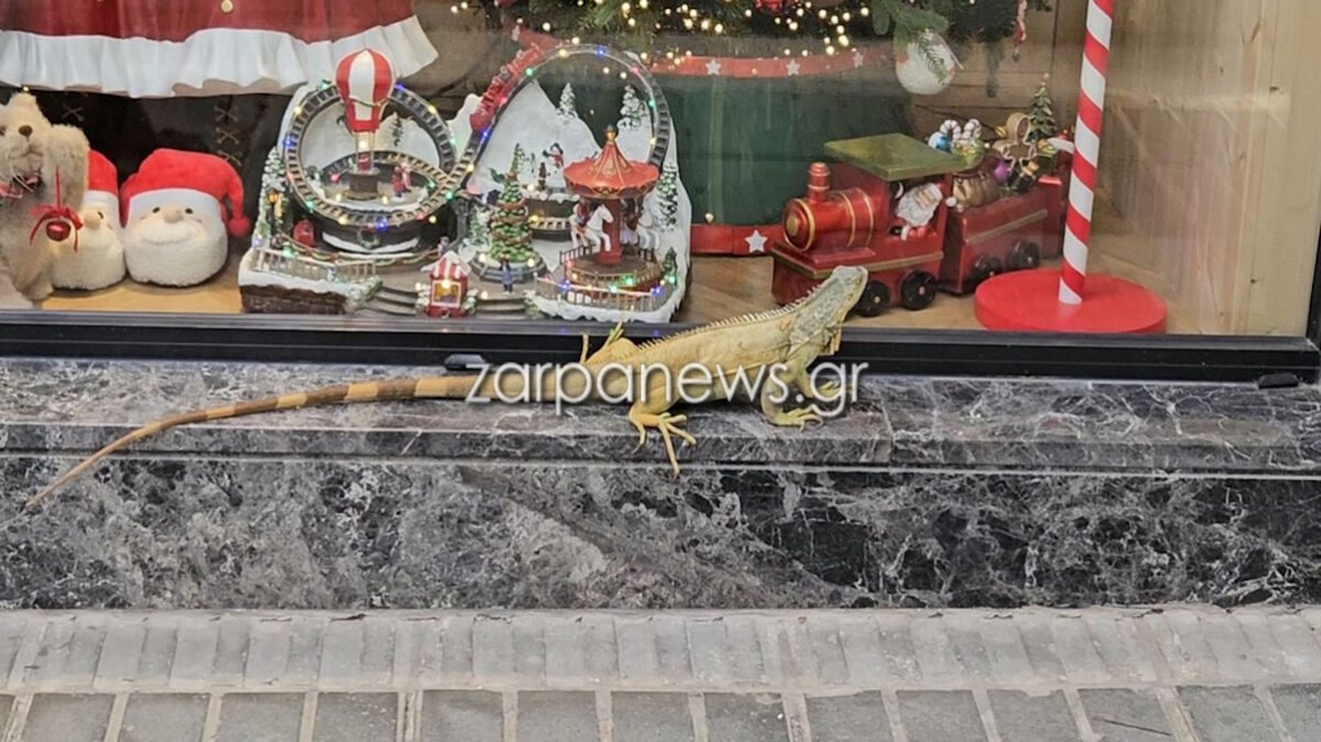 Ένα ιγκουάνα κόβει βόλτες στο κέντρο της πόλης των Χανίων