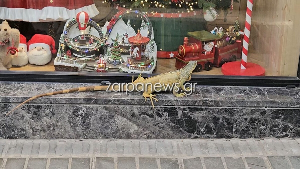 Ένα ιγκουάνα κόβει βόλτες στο κέντρο της πόλης των Χανίων