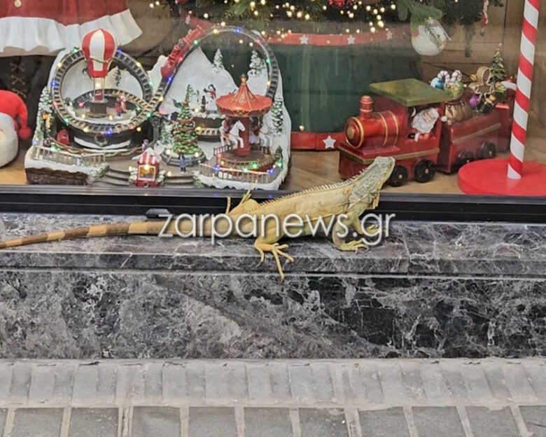 Χανιά: Τεράστιο ιγκουάνα κόβει βόλτες – Σταμάτησε μπροστά σε βιτρίνα με χριστουγεννιάτικα