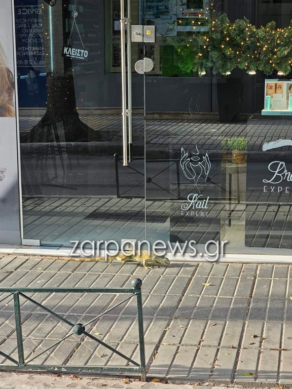 Ένα ιγκουάνα κόβει βόλτες στο κέντρο της πόλης των Χανίων