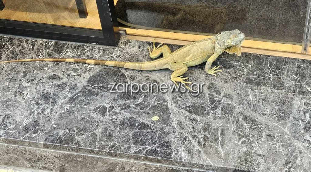 Ένα ιγκουάνα κόβει βόλτες στο κέντρο της πόλης των Χανίων