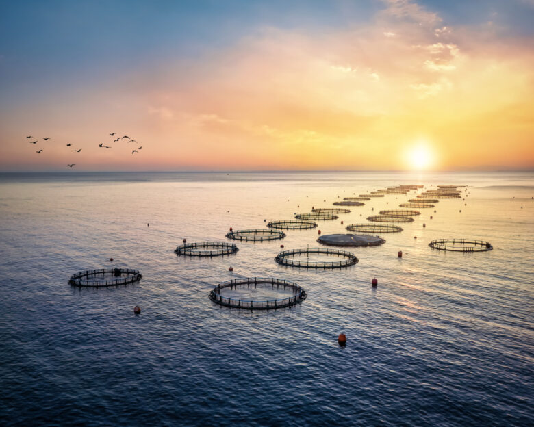 Υδατοκαλλιέργεια: Ο κρίσιμος ρόλος της Ελλάδας στη διεθνή αγορά – Τι λέει ο Σπύρος Πρωτοψάλτης