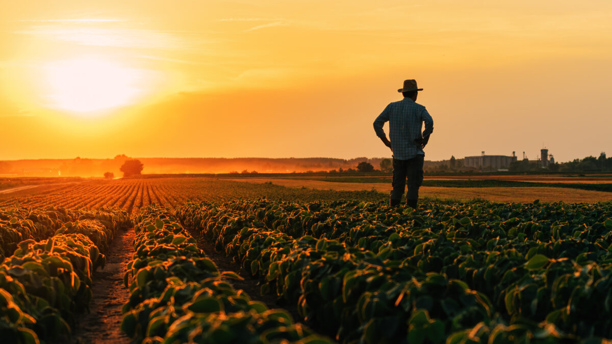 Back lit silhouette of male farmer standing in cultivated soybean field in summer sunset, selective focus