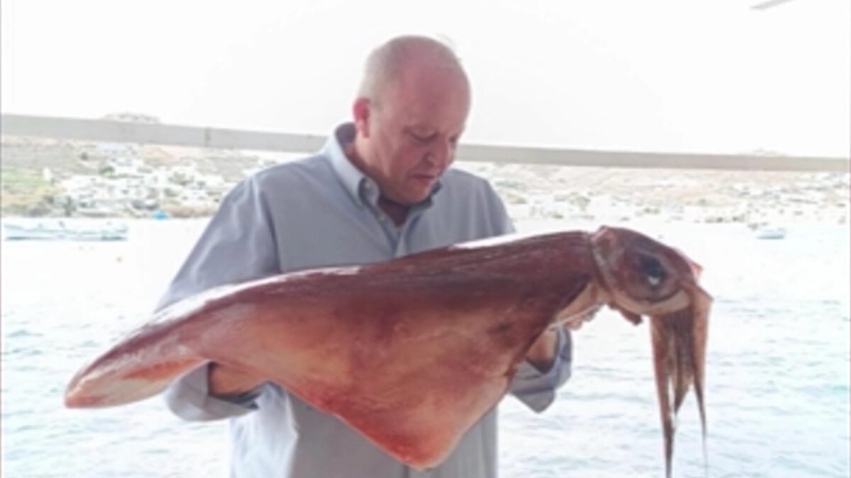 Δυο τεράστια καλαμάρια στην Μύκονο