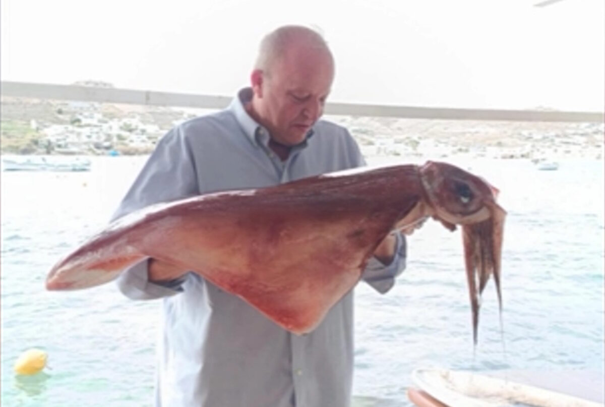 Δυο τεράστια καλαμάρια στην Μύκονο