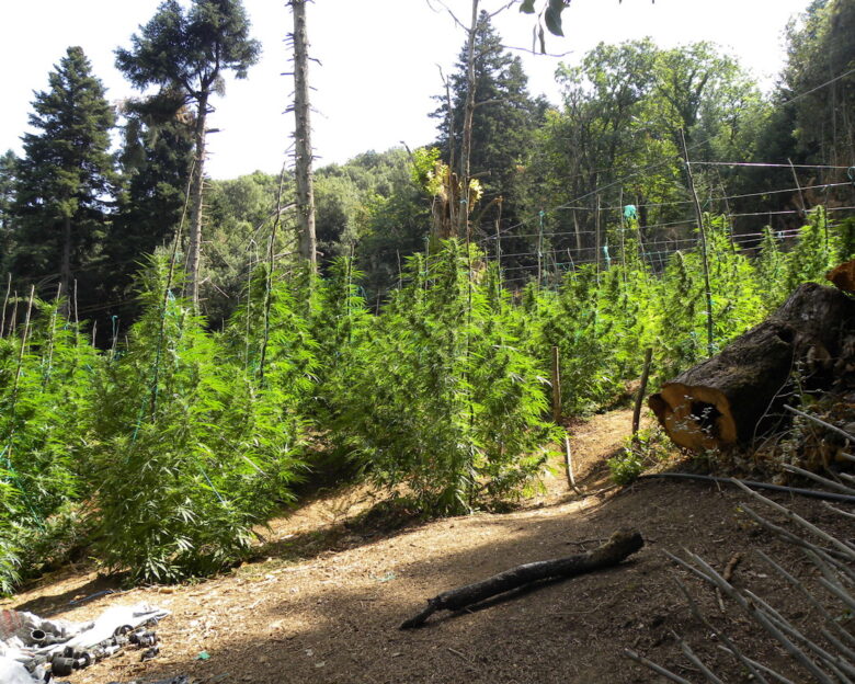 DW: Η Κρήτη από τις ζωοκλοπές στην κοκαΐνη – Ο ρόλος της οικογένειας και η «τιμή» του να κάνεις φυλακή