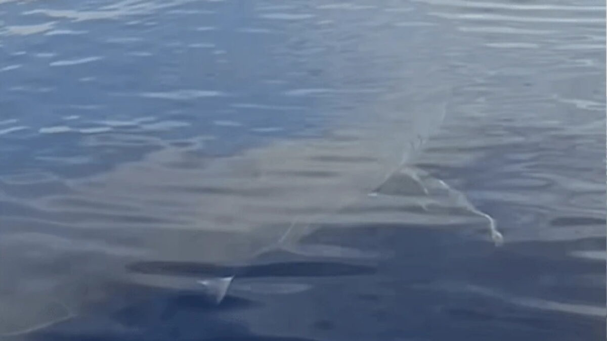 Λευκός καρχαρίας στην Κάρπαθο