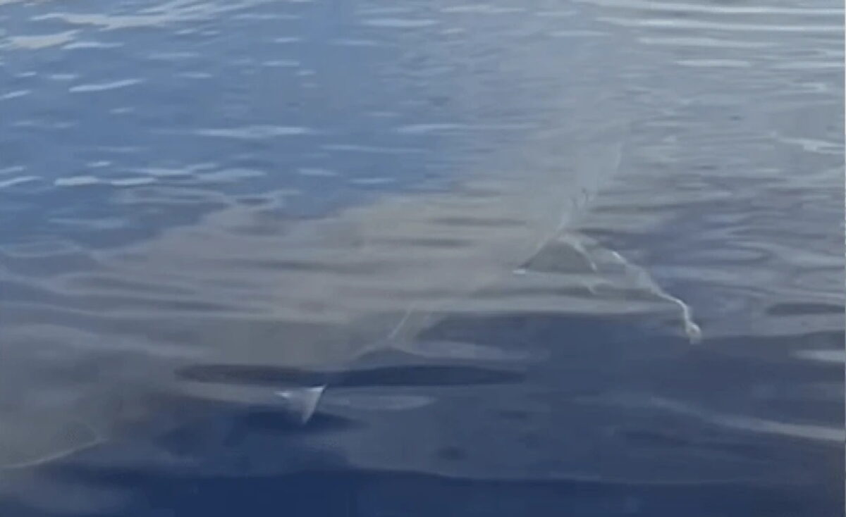 Λευκός καρχαρίας στην Κάρπαθο