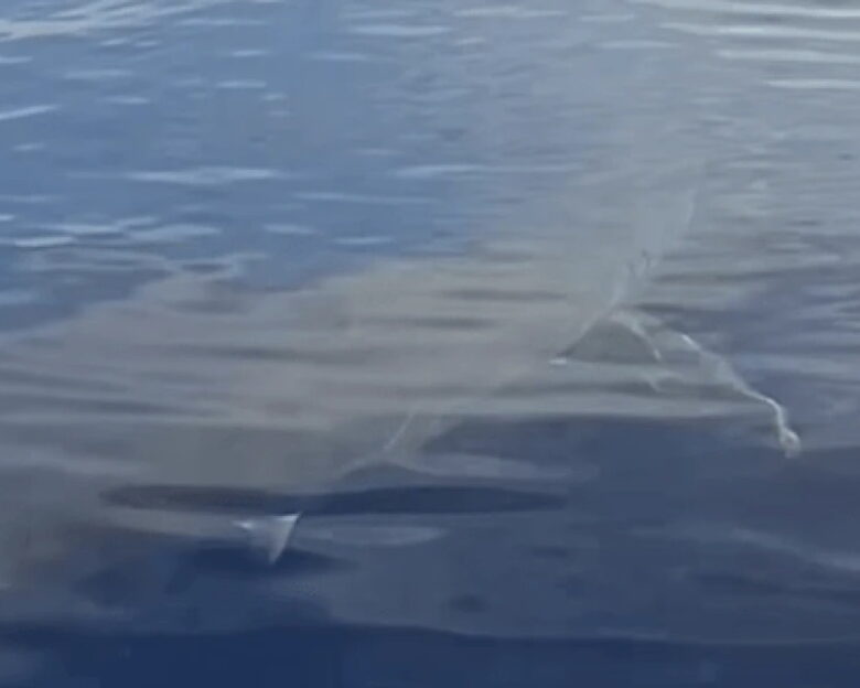 Λευκός καρχαρίας εντοπίστηκε ανοιχτά της Καρπάθου: «Είναι πέντε μέτρα»
