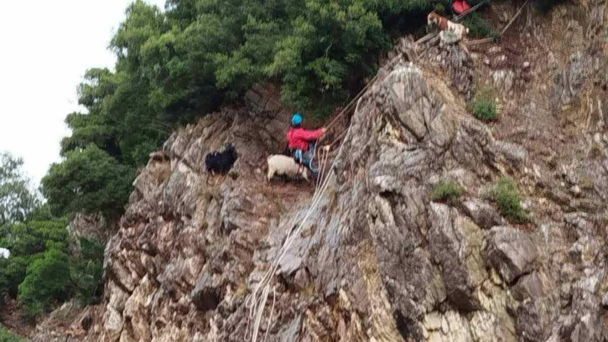 Διάσωση κατσικιών