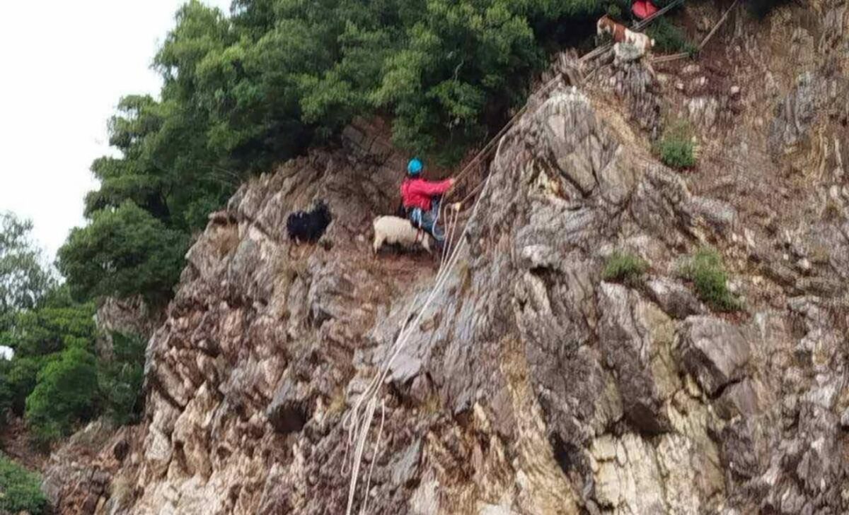 Διάσωση κατσικιών