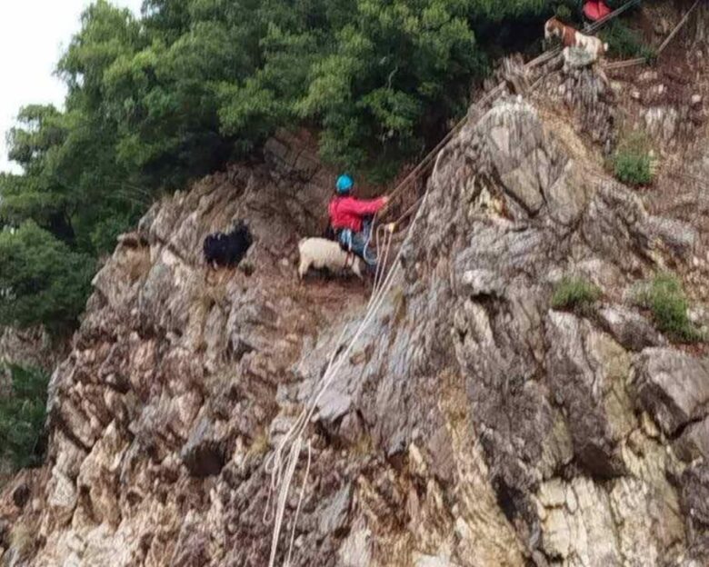Ευρυτανία: Μεγάλη επιχείρηση διάσωσης στήθηκε για κατσίκες που είχαν εγκλωβιστεί σε βράχια