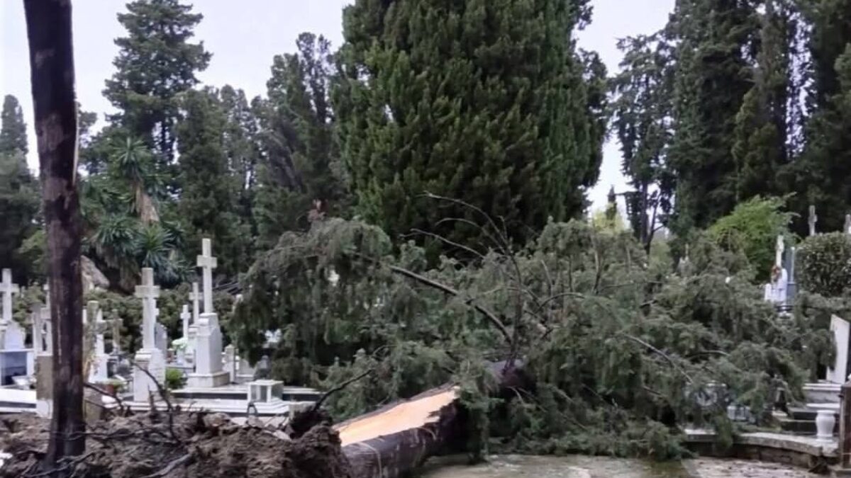 Πεσμένο δέντρο