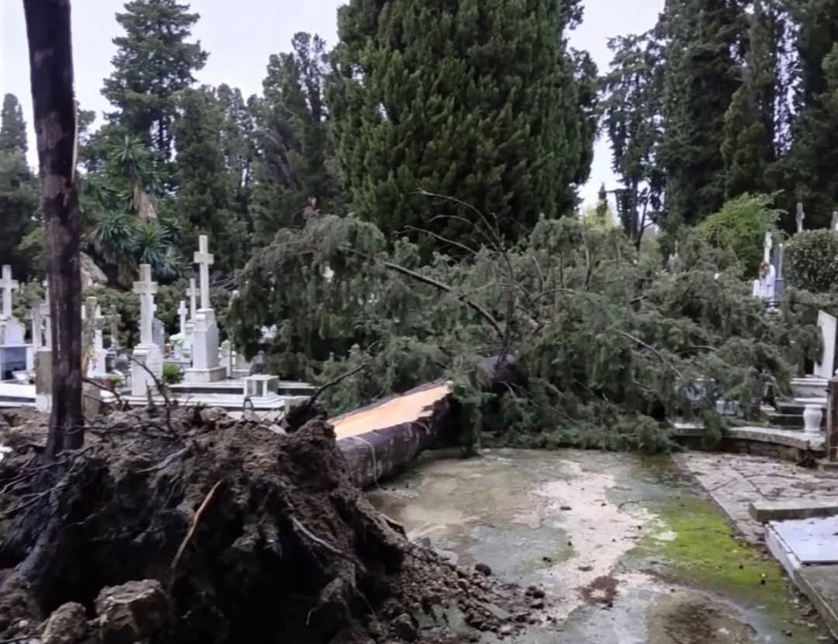 Πεσμένο δέντρο