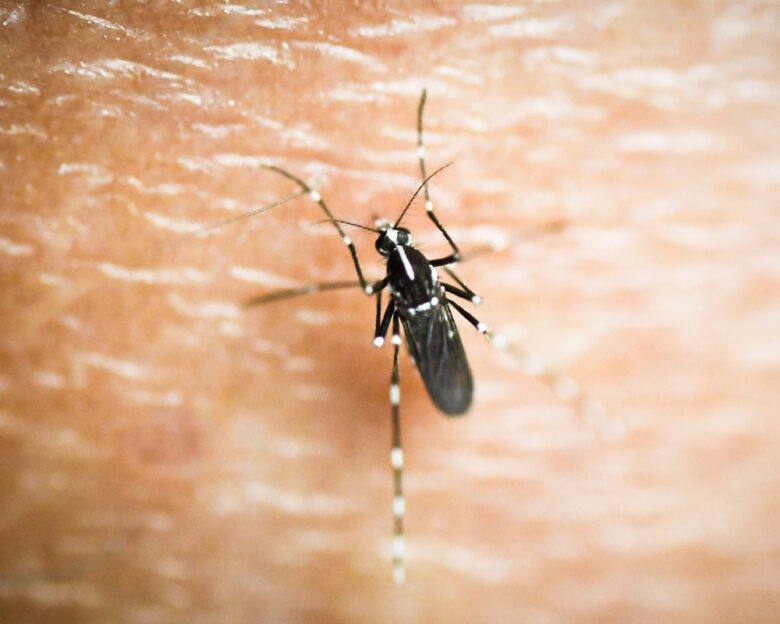 Ιός του Δυτικού Νείλου: Κανένας νέος θάνατος την τελευταία εβδομάδα – 95 εγχώρια κρούσματα μέχρι σήμερα