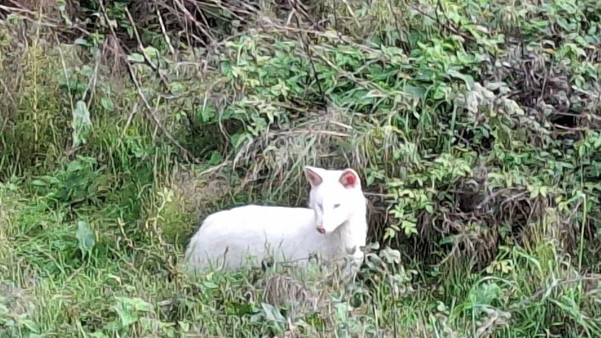 Λευκό Τσακάλι