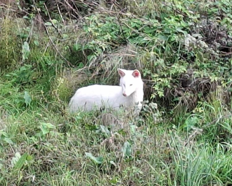 Σπάνιο λευκό τσακάλι εντοπίστηκε στην Μεσσηνία – Πρόκειται για ένα εξαιρετικά σπάνιο ζώο
