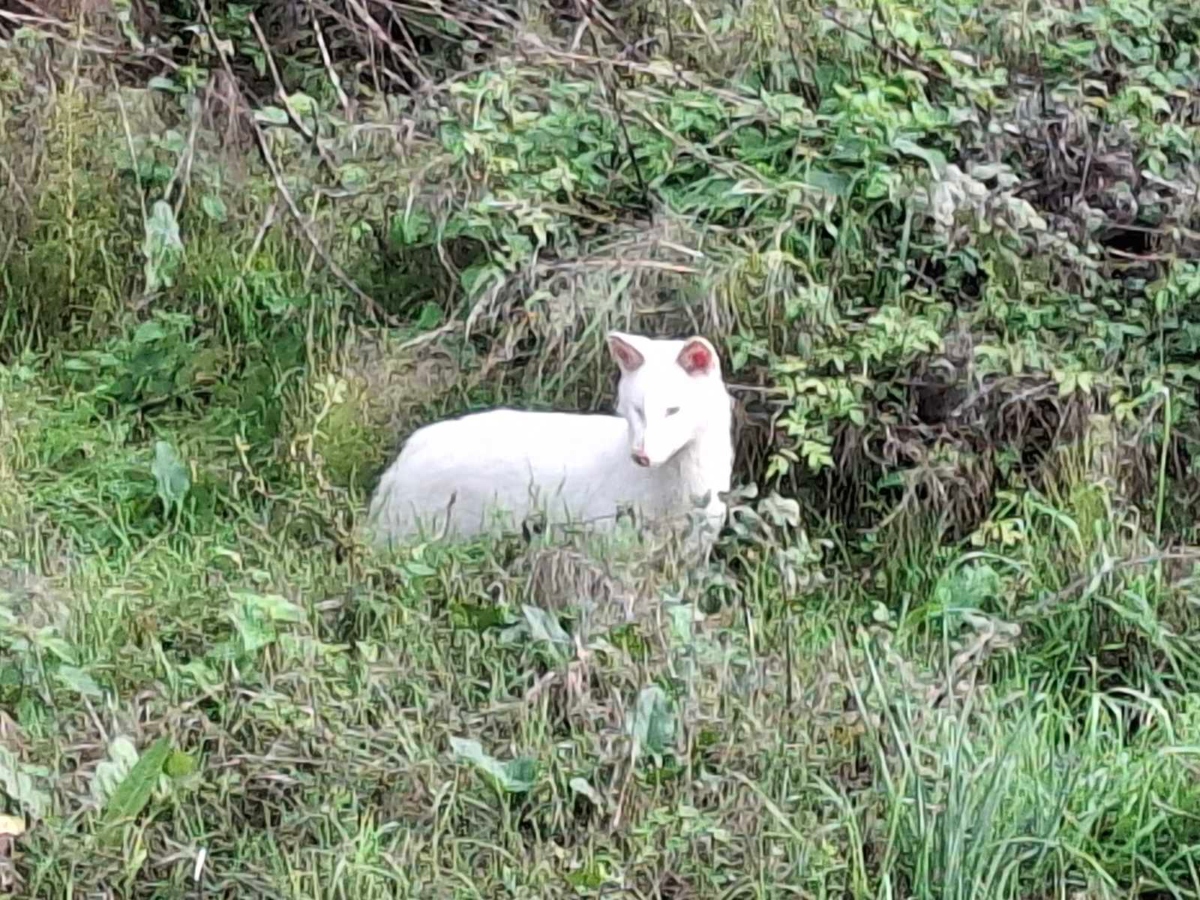 Λευκό Τσακάλι