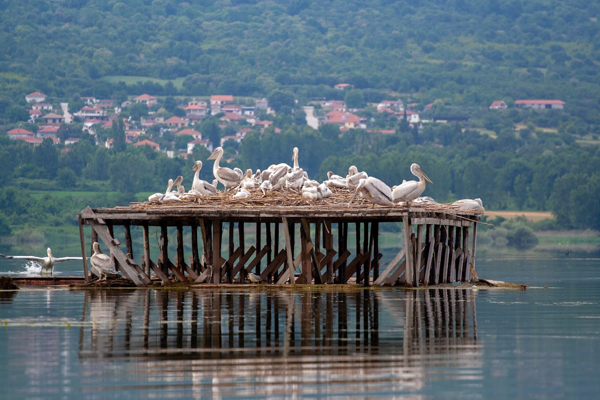 Λίμνη Κερκίνη