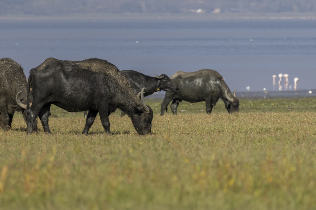 Λίμνη Κερκίνη