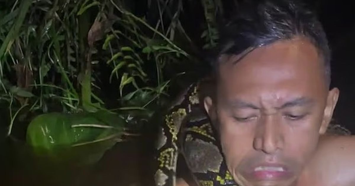 Indonesia: The moment a python grabs a tour guide by the throat in the water – Watch the video