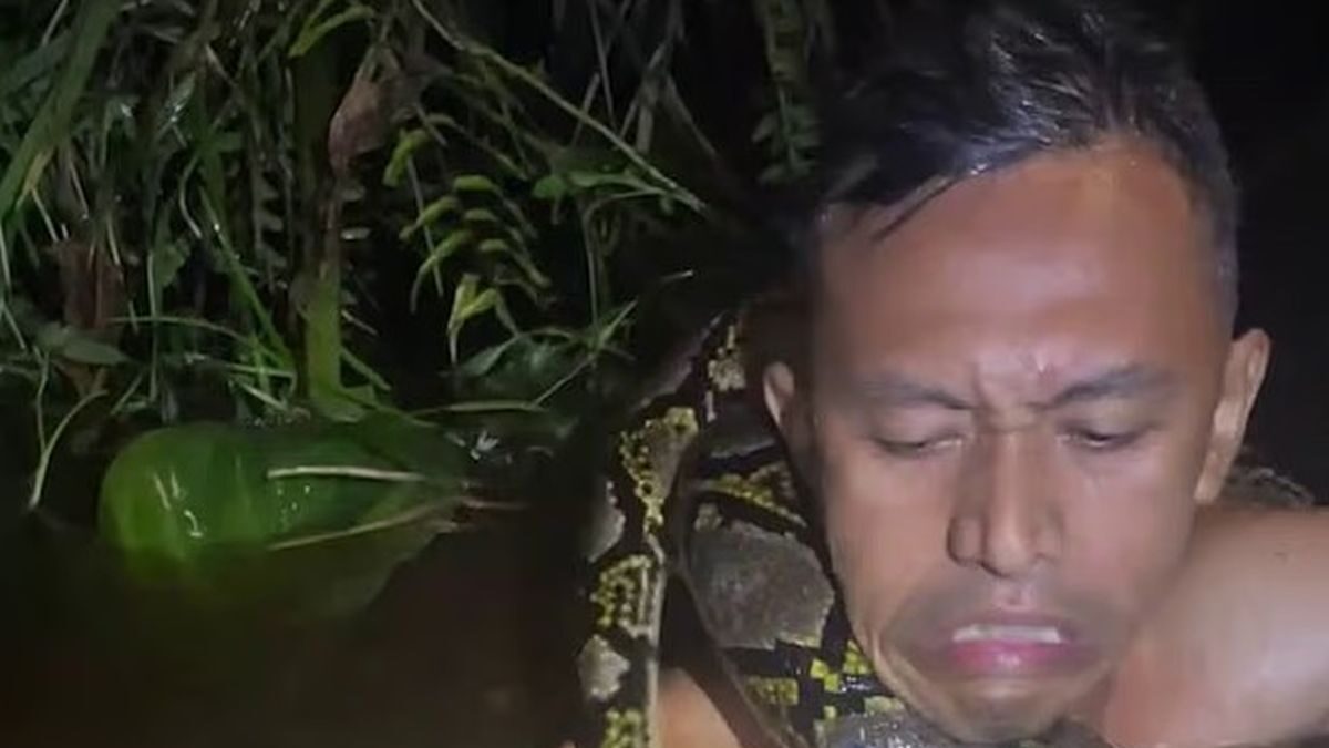 Πύθωνας αρπάζει από τον λαιμό ξεναγό μέσα στο νερό στην Ινδονησία