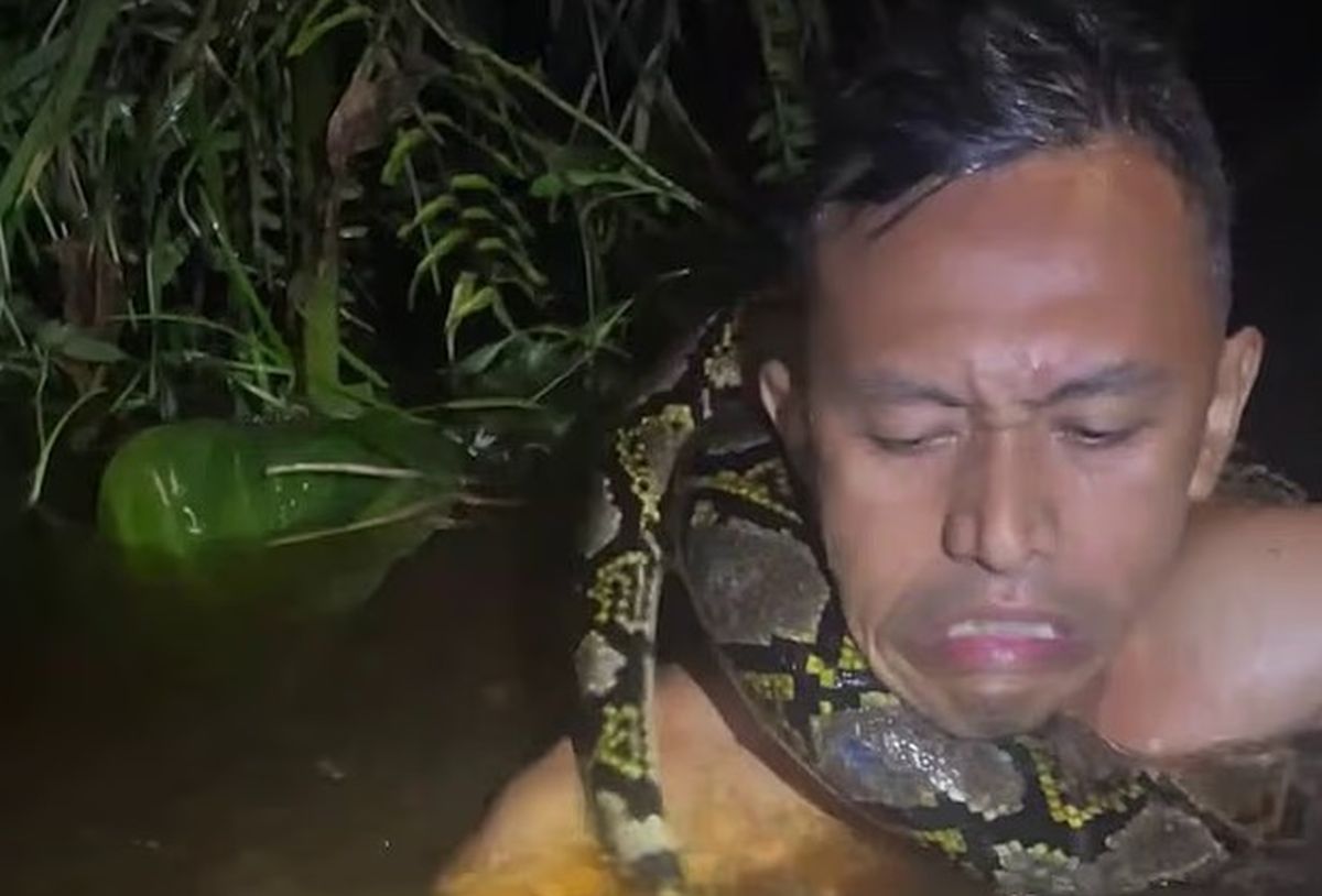 Πύθωνας αρπάζει από τον λαιμό ξεναγό μέσα στο νερό στην Ινδονησία