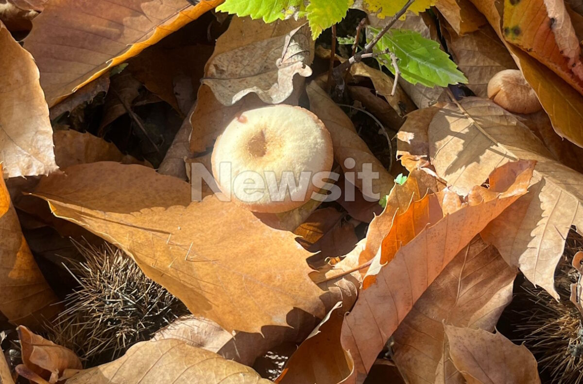 Πέλλα: Σοβαρή παραμένει η κατάσταση της υγεία του ζευγαριού που δηλητηριάστηκε από μανιτάρια – Σοκαρισμένοι οι συγχωριανοί τους