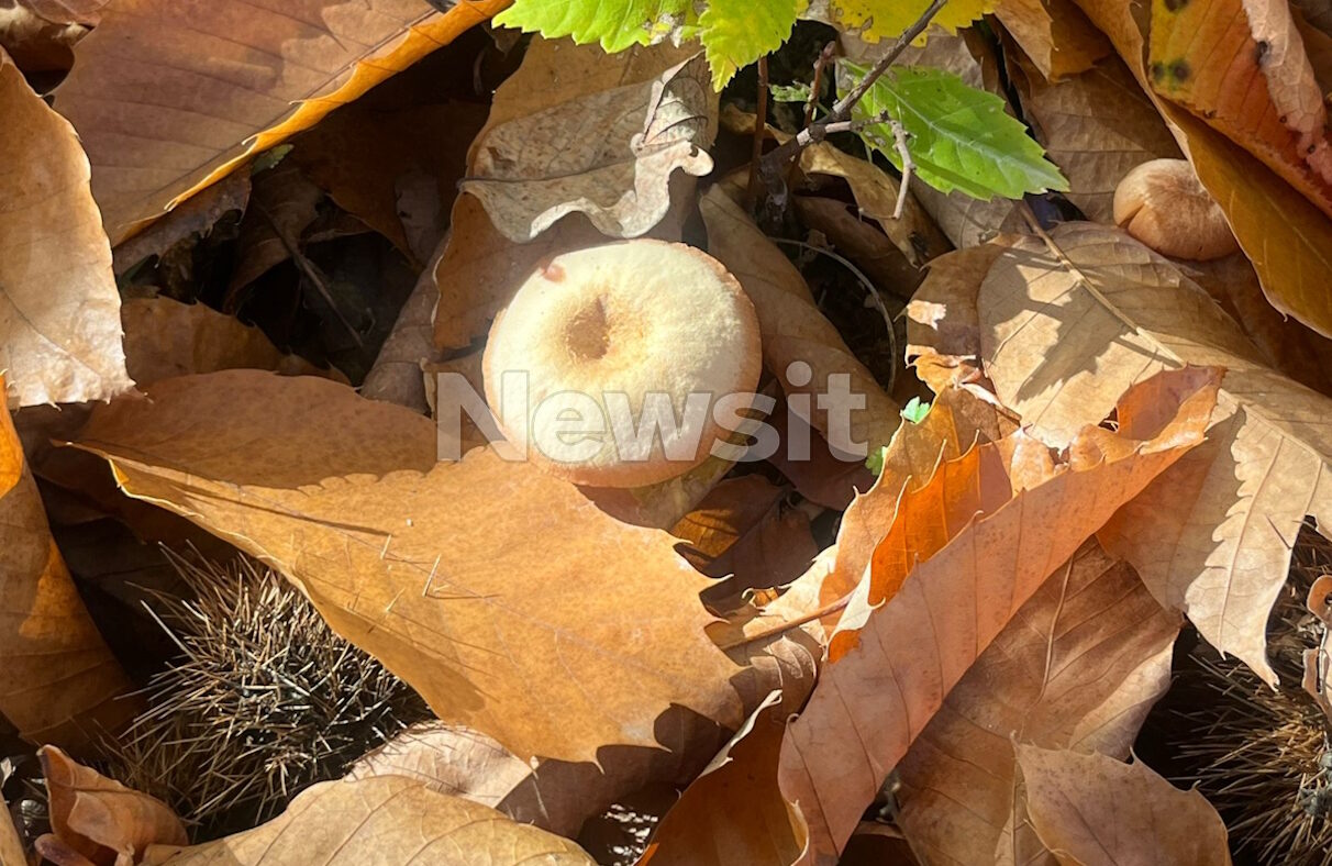 Πέλλα: Σοβαρή παραμένει η κατάσταση της υγείας του ζευγαριού που δηλητηριάστηκε από μανιτάρια – Σοκαρισμένοι οι συγχωριανοί τους