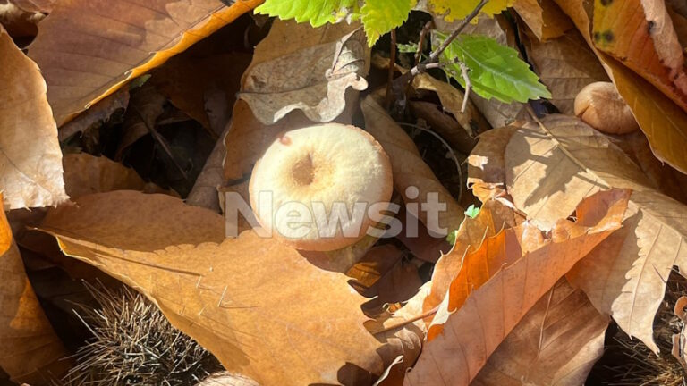 Πέλλα: Σοβαρή παραμένει η κατάσταση της υγείας του ζευγαριού που δηλητηριάστηκε από μανιτάρια – Σοκαρισμένοι οι συγχωριανοί τους