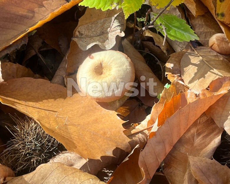 Πέλλα: Σοβαρή παραμένει η κατάσταση της υγεία του ζευγαριού που δηλητηριάστηκε από μανιτάρια – Σοκαρισμένοι οι συγχωριανοί τους