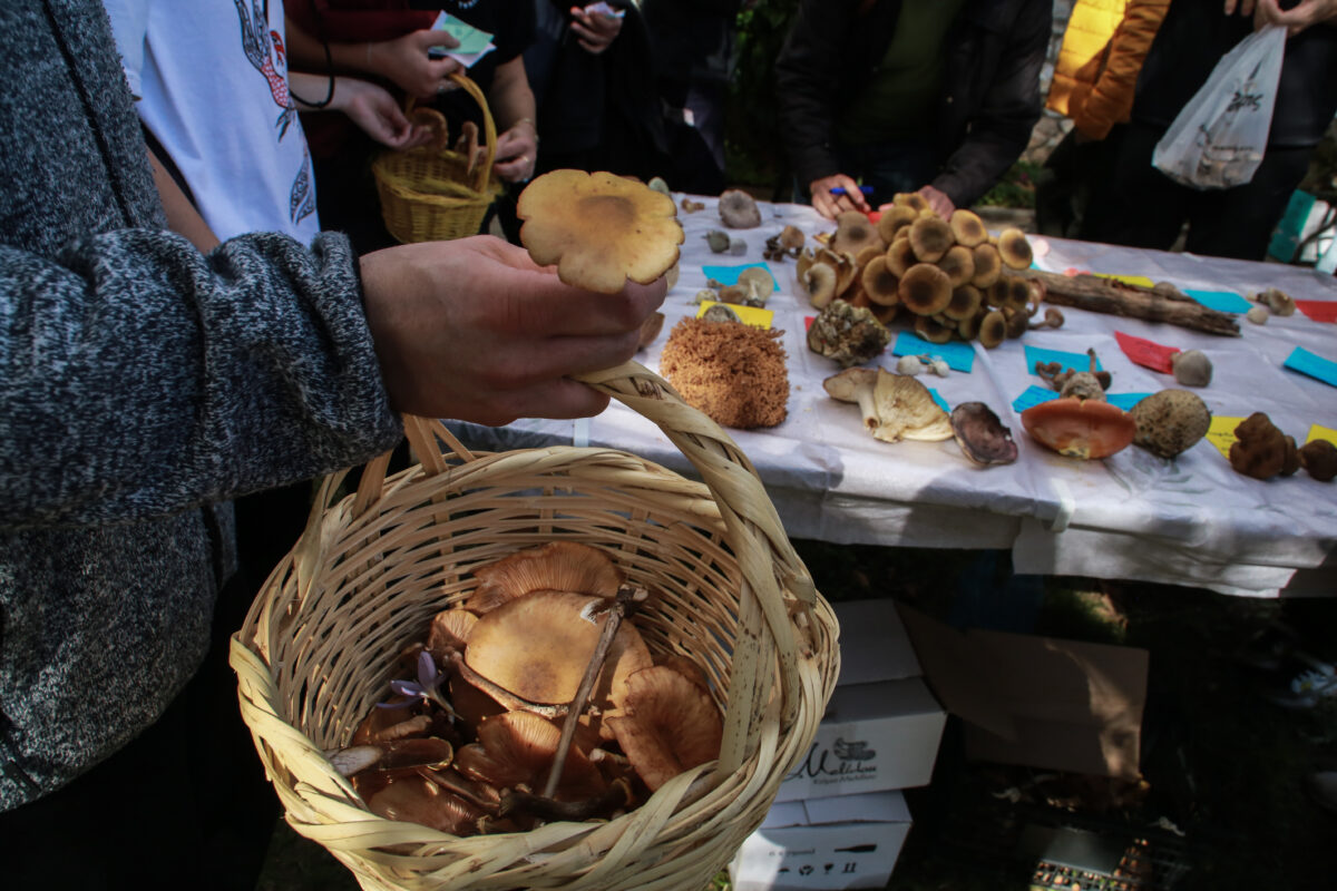 Άγρια Μανιτάρια