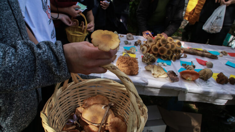 Άγρια Μανιτάρια