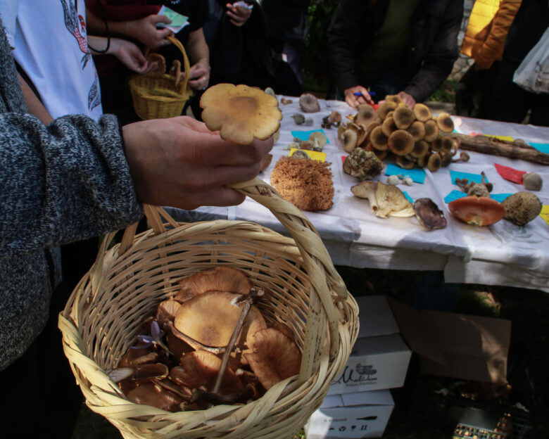 Άγρια μανιτάρια: Ποια είναι επικίνδυνα στην Ελλάδα και μπορεί να απειλήσουν τη ζωή
