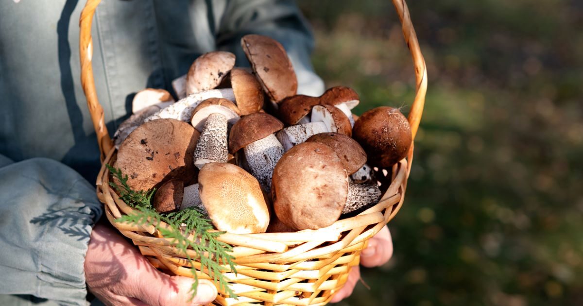 The couple poisoned by mushrooms in Edessa will be transferred to Italy for a transplant within the day