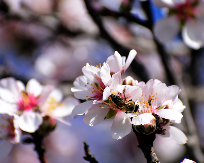 Δομοκός: Άνδρας έχασε τη ζωή του από τσίμπημα μέλισσας – Οδηγούσε μόνος του μέχρι το φαρμακείο και κατέληξε σε ανάχωμα