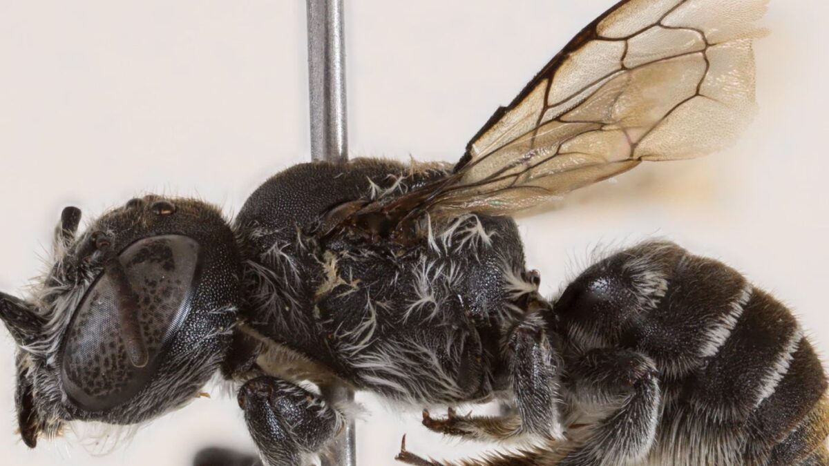 Η Μέλισσα Λούσιφερ