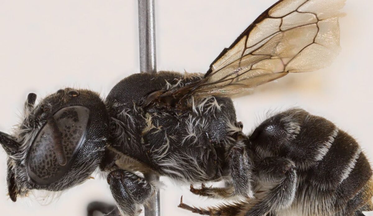 Η Μέλισσα Λούσιφερ