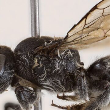 Η Μέλισσα Λούσιφερ