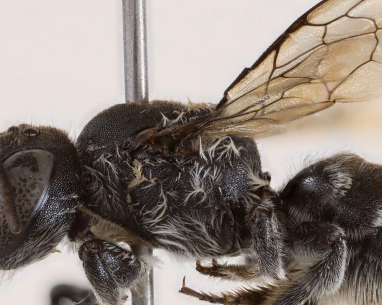 «Μέλισσα Εωσφόρος»: Το διαβολικό είδος που ανακαλύφθηκε στην Αυστραλία και πήρε το όνομά του από το «Lucifer» του Netflix